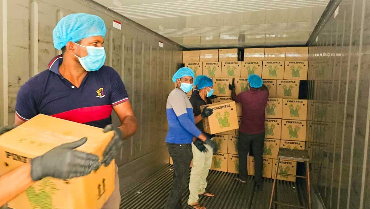 SHIPMENT : Staff loading pineapples to container for export to Pakistan
